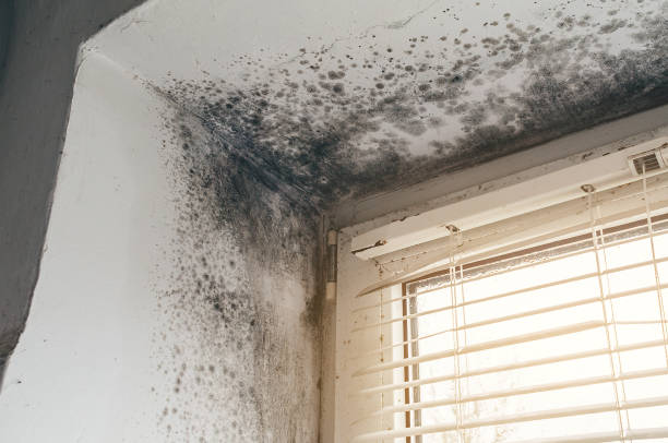 Trusted Black Mold Removal service in Ephrata, WA - Cheap Mold Removal
