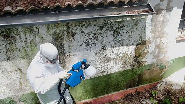 Trusted Basement Mold Remediation service in Ephrata, WA - Cheap Mold Removal